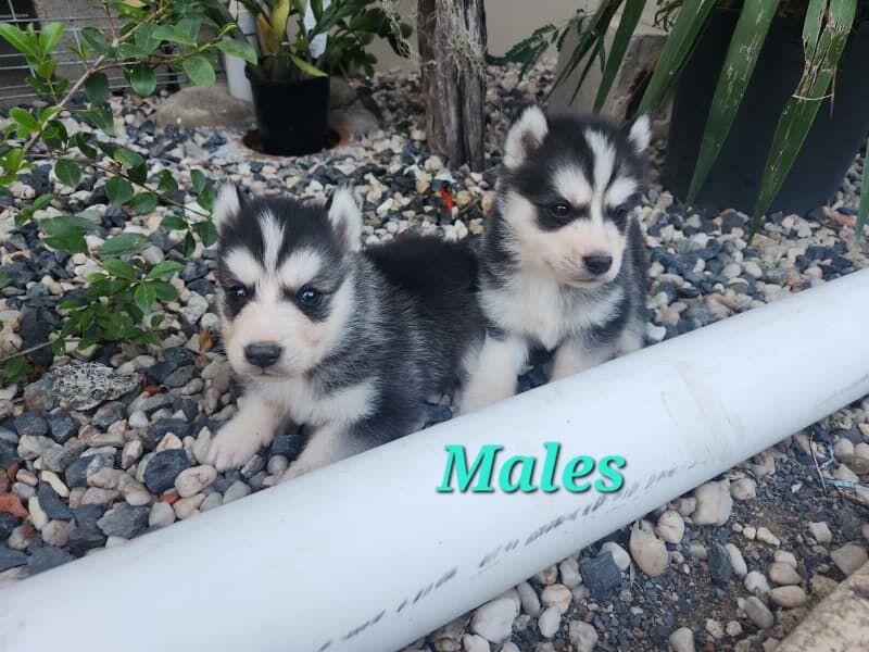 Purebred Siberian Husky Pups for sale in Desborough, Northamptonshire | Image 4