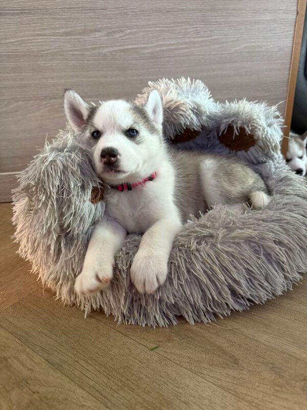 Siberian Husky puppies for sale in Longford, West Midlands – KC registered, 9 weeks old