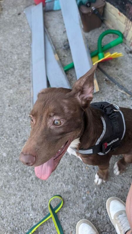 Re-home beautiful Brownie Staffy x Husky - Image 2 of 5