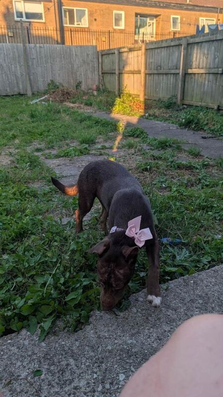 Re-home beautiful Brownie Staffy x Husky - Image 3 of 5