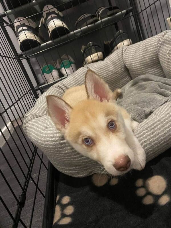 Siberian Husky puppies for sale in Newcastle upon Tyne, Tyne and Wear – 9 weeks old - Image 2 of 2