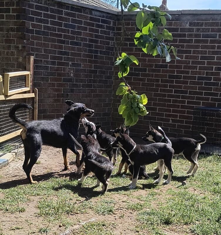 Siberian Husky puppies for sale in Halesworth, Suffolk – 5 months old