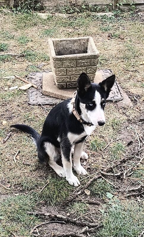 Siberian Husky puppies for sale in Halesworth, Suffolk – 5 months old - Image 3 of 3