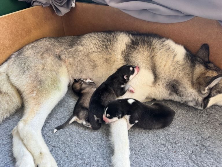 Siberian Huskey for sale