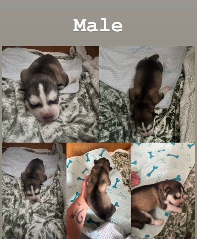 Siberian Huskey for sale - Image 2 of 3