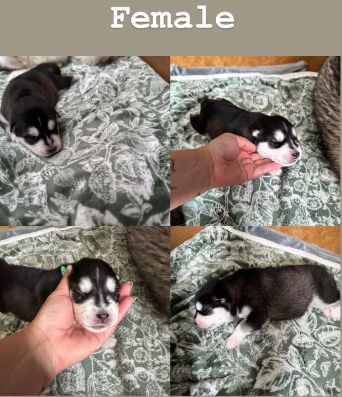 Siberian Huskey for sale - Image 3 of 3
