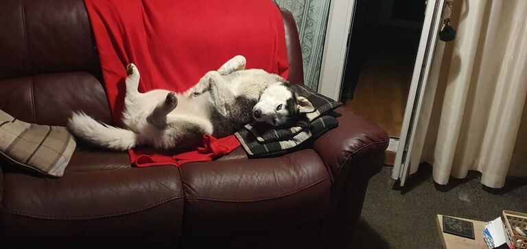 Siberian Husky puppies for sale in Hamilton, Lanarkshire – 1 year old