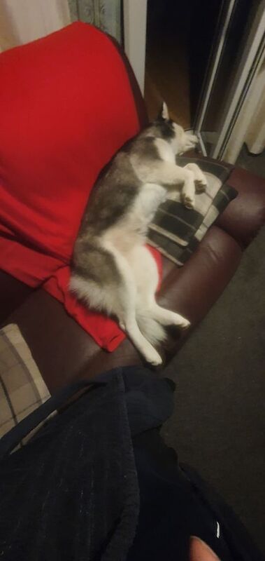 Siberian Husky puppies for sale in Hamilton, Lanarkshire – 1 year old - Image 2 of 3