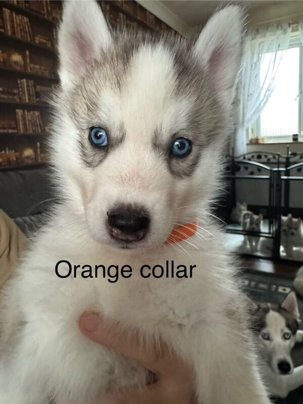 Siberian Husky puppies for sale in Grays, Essex – 5 weeks old