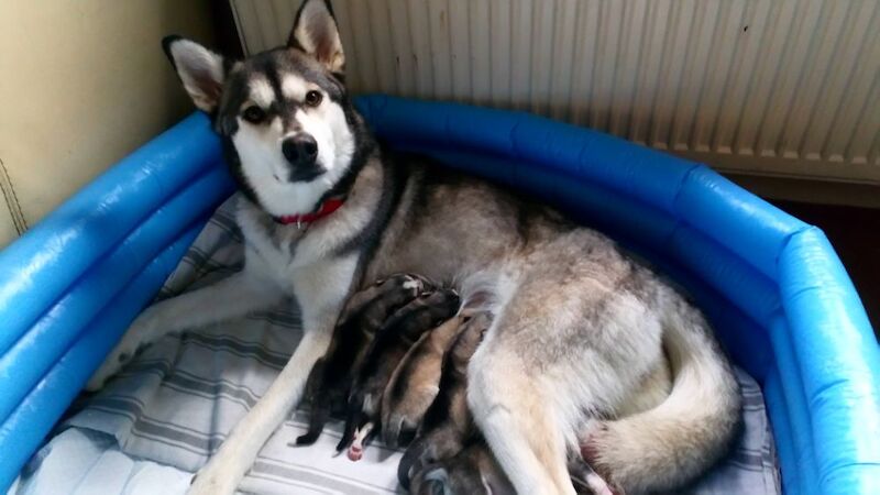 Siberian Huskie puppies For Sale in Dunfermline, Fife