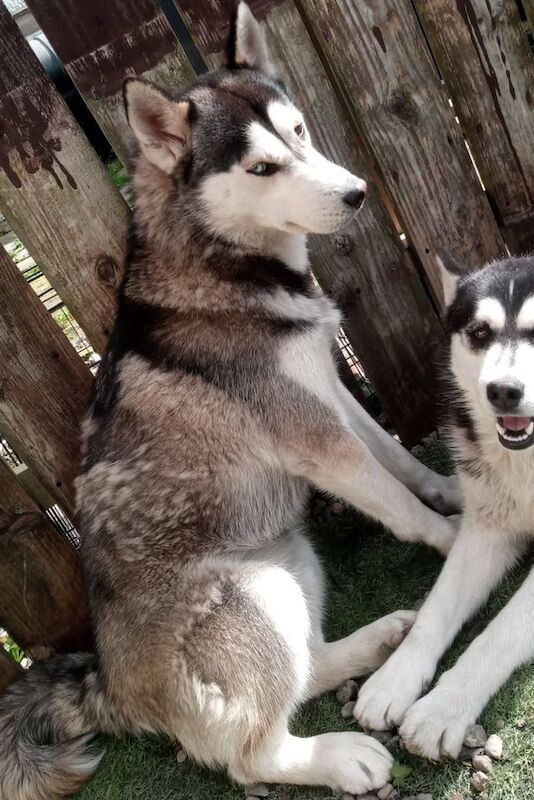 Siberian Huskies for sale in Omagh, County Tyrone - Image 2