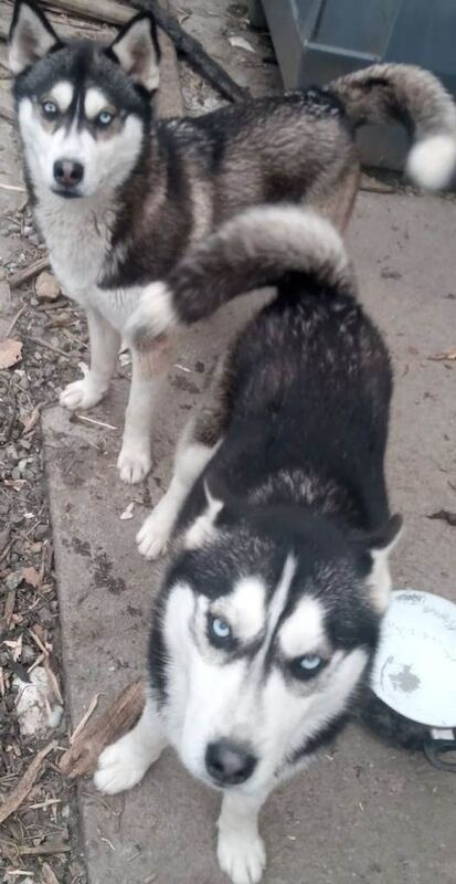 Siberian Huskies