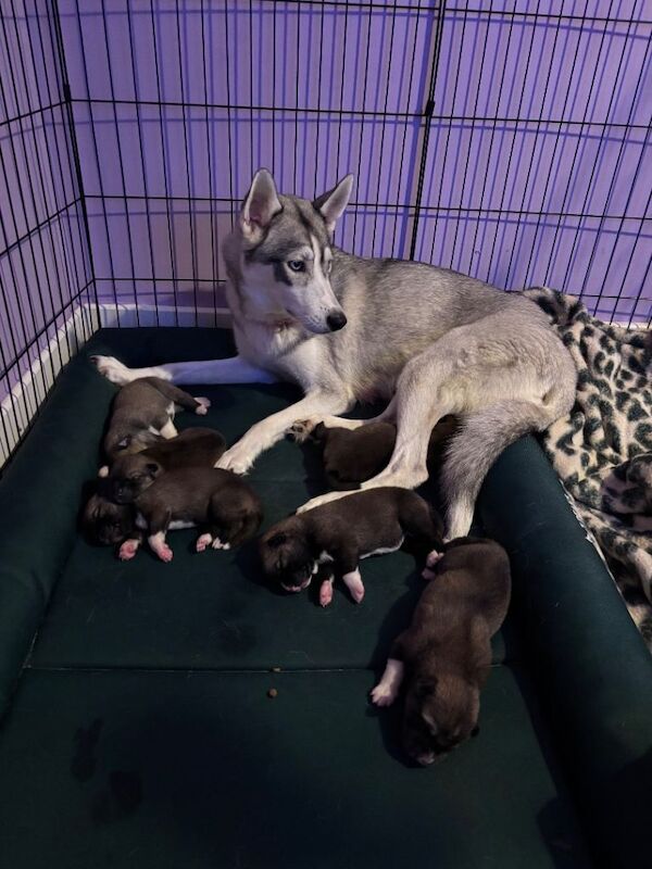 Siberian huskies cross American Akita