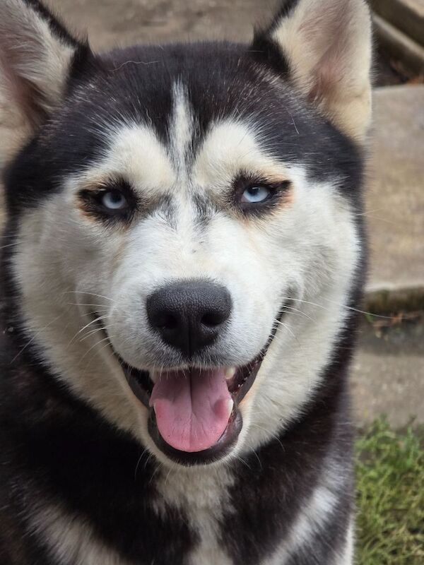 Siberian Huskies Female for sale in Dagenham, Barking & Dagenham, Greater London | Image 1