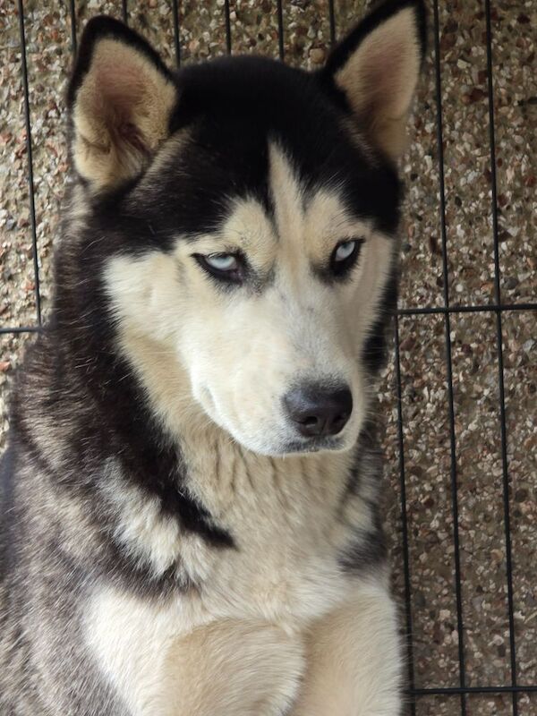Siberian Huskies Female for sale in Dagenham, Barking & Dagenham, Greater London | Image 2
