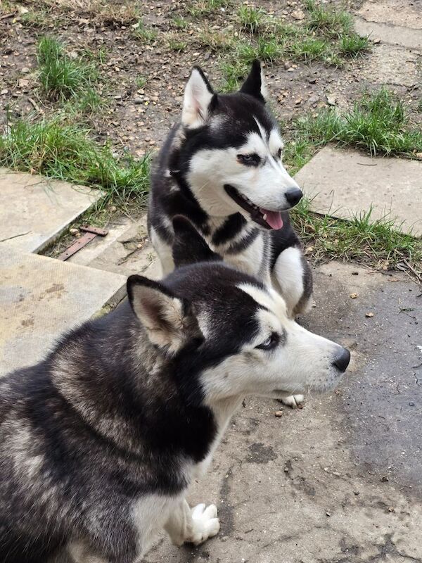 Siberian Huskies Female for sale in Dagenham, Barking & Dagenham, Greater London | Image 3