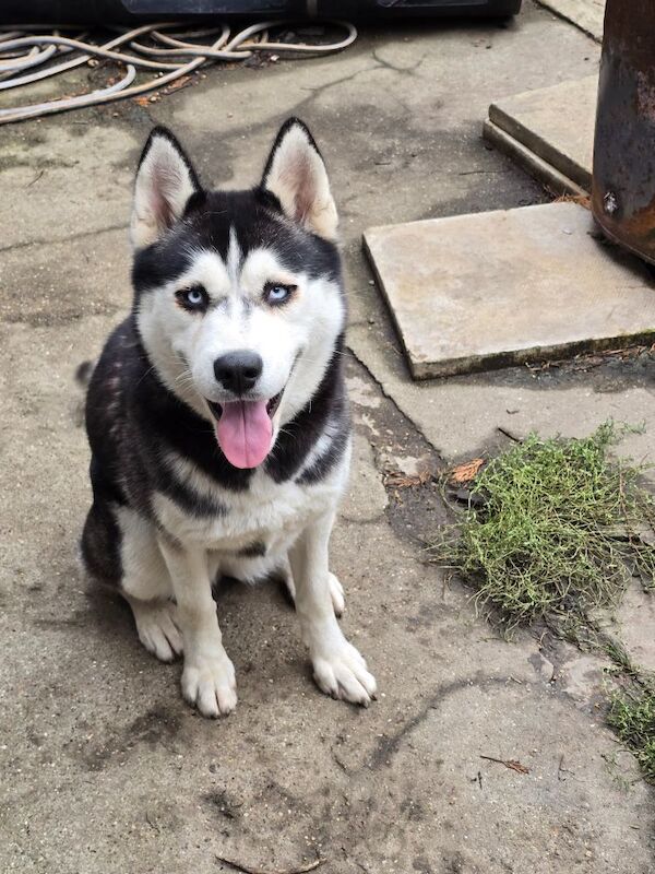 Siberian Husky puppies for sale in Dagenham, Barking & Dagenham, Greater London – 2 years old - Image 4 of 10