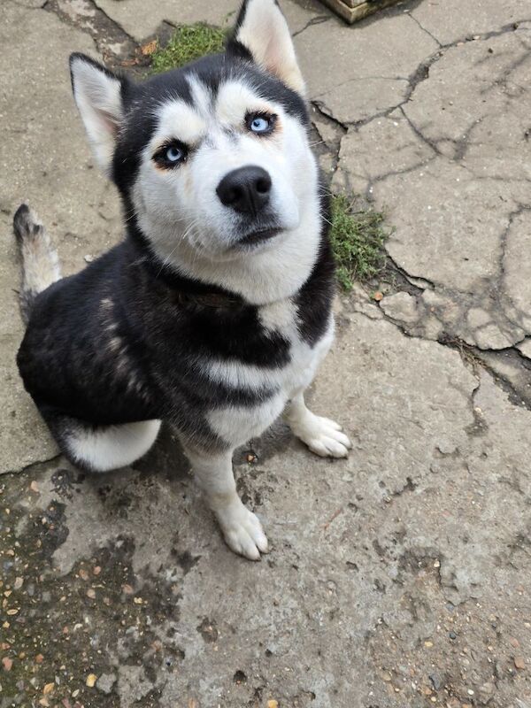 Siberian Husky puppies for sale in Dagenham, Barking & Dagenham, Greater London – 2 years old - Image 5 of 10
