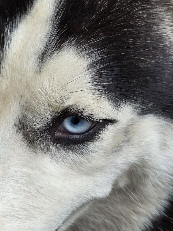 Siberian Husky puppies for sale in Dagenham, Barking & Dagenham, Greater London – 2 years old - Image 6 of 10