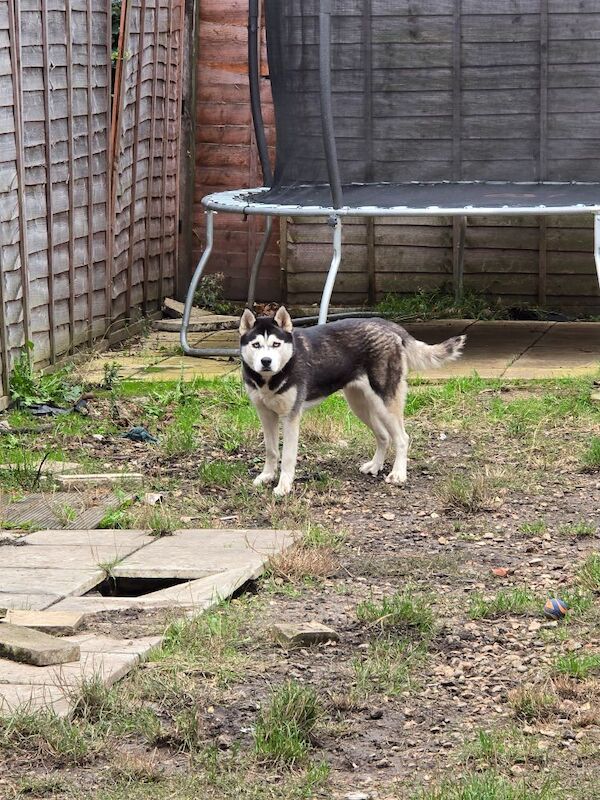 Siberian Husky puppies for sale in Dagenham, Barking & Dagenham, Greater London – 2 years old - Image 7 of 10