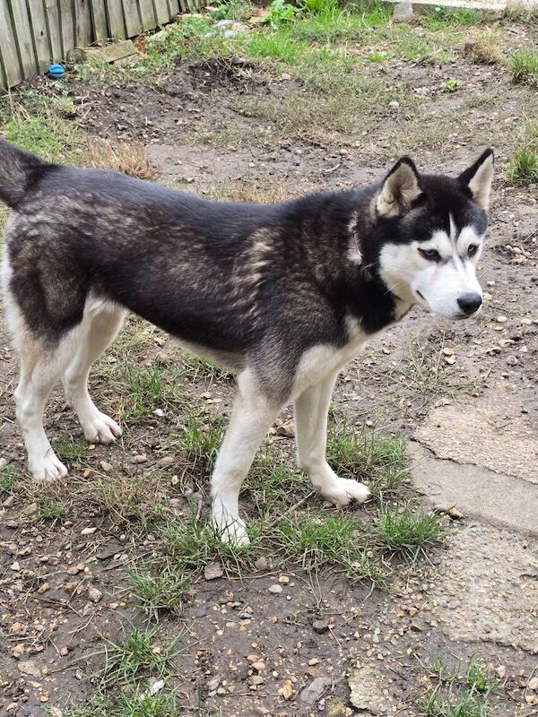 Siberian Husky puppies for sale in Dagenham, Barking & Dagenham, Greater London – 2 years old - Image 8 of 10