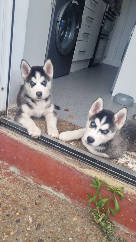 Siberian Husky puppies for sale in Dagenham, Barking & Dagenham, Greater London – 2 years old - Image 9 of 10