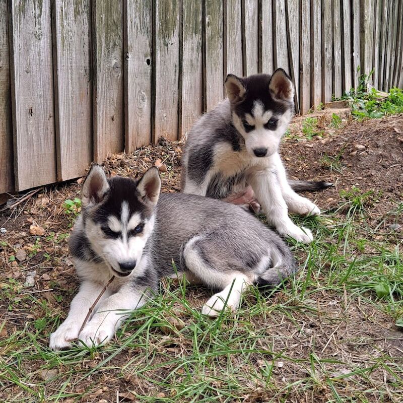 Siberian Husky puppies for sale in Dagenham, Barking & Dagenham, Greater London – 2 years old - Image 10 of 10