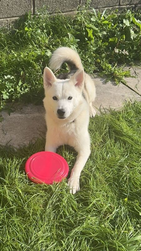 Siberian huskies miska and duke for sale in Swansea | Image 2