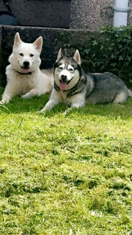 Siberian huskies miska and duke for sale in Swansea | Image 3