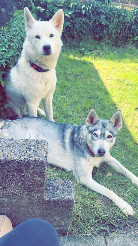 Siberian huskies miska and duke for sale in Swansea | Image 4