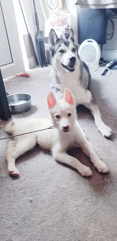 Siberian Husky for sale in Chessington, Greater London
