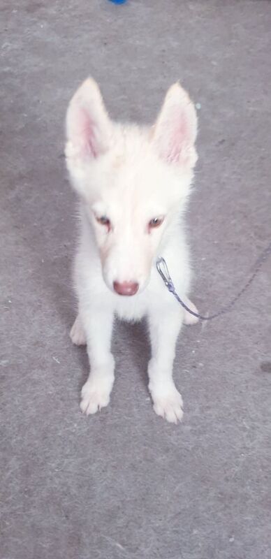 Siberian Husky for sale in Chessington, Greater London | Image 2