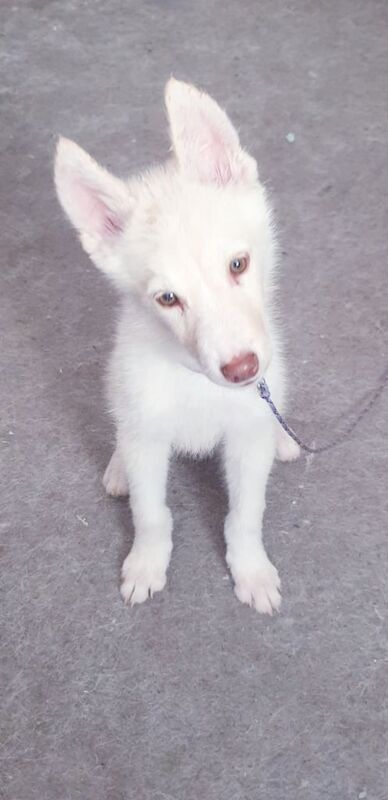 Siberian Husky for sale in Chessington, Greater London | Image 3