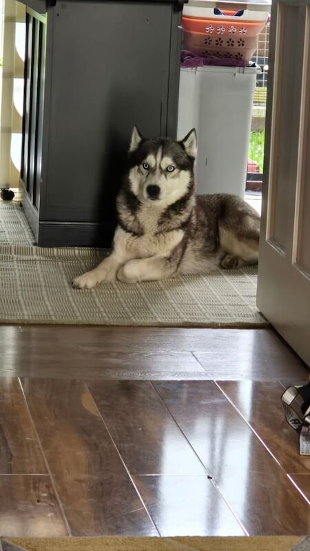 Siberian Husky puppies for sale in Brechin, Angus – 4 years old