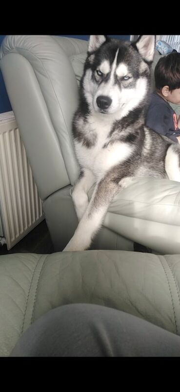 Siberian Husky puppies for sale in Brechin, Angus – 4 years old - Image 2 of 3