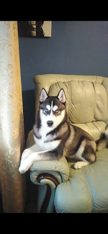 Siberian Husky puppies for sale in Brechin, Angus – 4 years old - Image 3 of 3