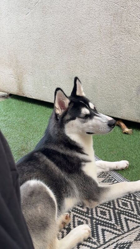 Siberian Husky puppies for sale in Bilborough, Nottinghamshire – KC registered, 6 months old