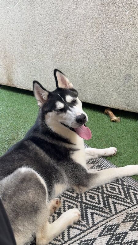 Siberian Husky puppies for sale in Bilborough, Nottinghamshire – KC registered, 6 months old - Image 2 of 3