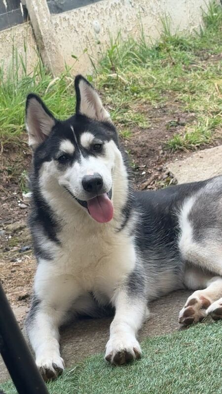 Siberian Husky puppies for sale in Bilborough, Nottinghamshire – KC registered, 6 months old - Image 3 of 3