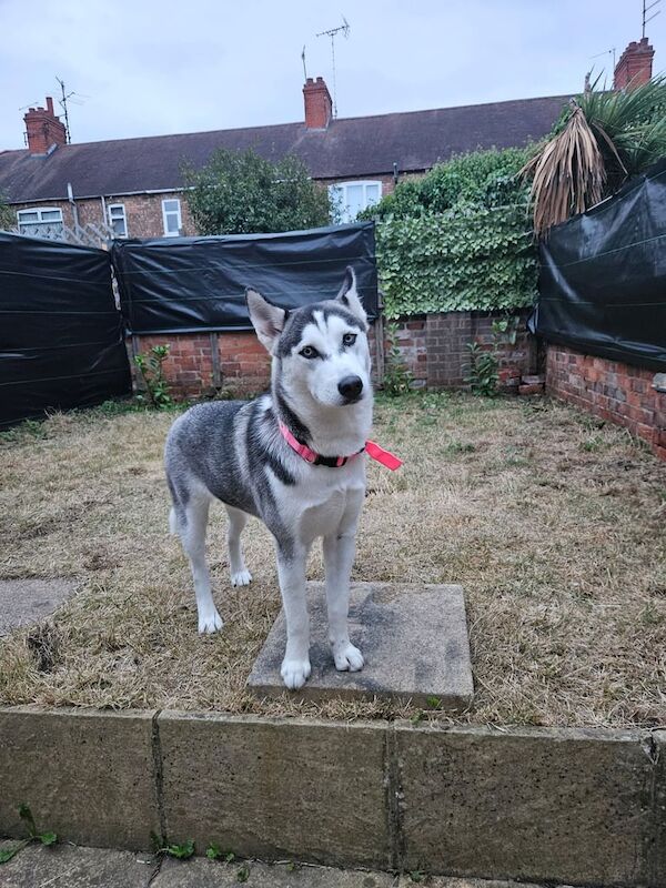 Siberian Husky puppies for sale in Gloucester, Gloucestershire – 1 year old