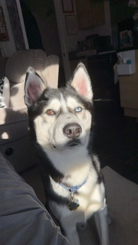 Siberian Husky puppies for sale in Cottingham, East Riding of Yorkshire – 3 years old
