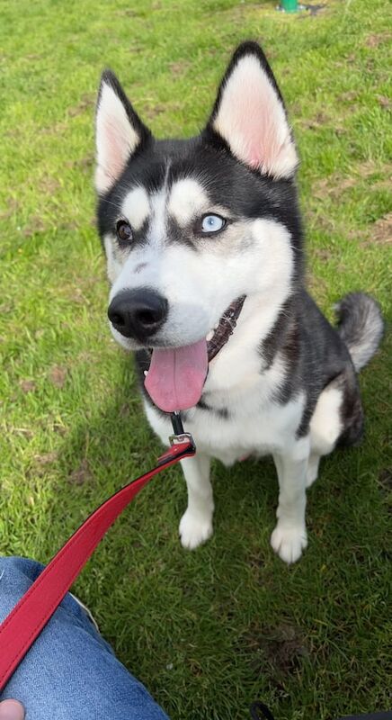 Siberian Husky puppies for sale in Cottingham, East Riding of Yorkshire – 3 years old - Image 2 of 3