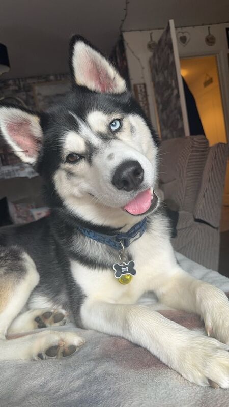 Siberian Husky puppies for sale in Cottingham, East Riding of Yorkshire – 3 years old - Image 3 of 3