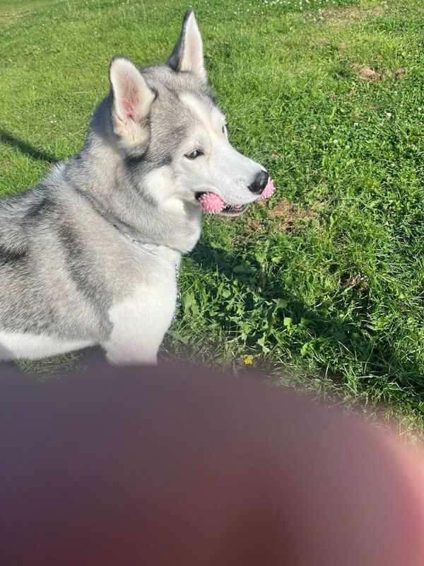 Siberian Husky puppies for sale in Bridlington, East Riding of Yorkshire – 6 years old