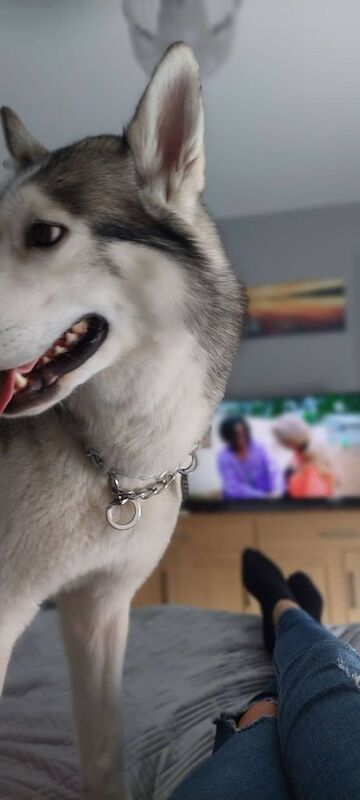 Siberian Husky puppies for sale in Bridlington, East Riding of Yorkshire – 6 years old - Image 2 of 3