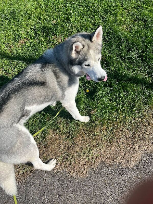 Siberian Husky puppies for sale in Bridlington, East Riding of Yorkshire – 6 years old - Image 3 of 3