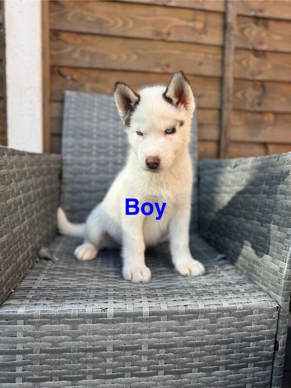 Siberian Husky puppies for sale in Reddish, Greater Manchester – 11 weeks old