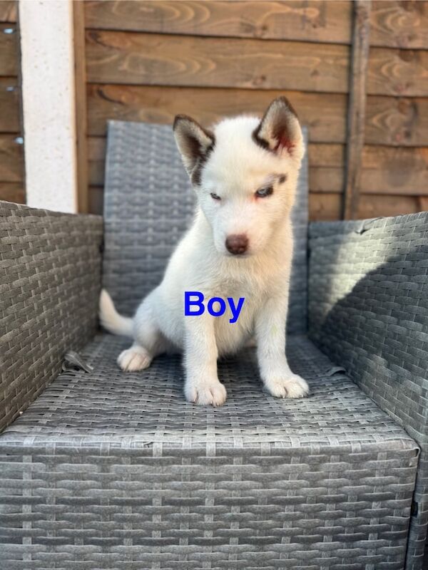 Siberian Husky puppies for sale in Reddish, Greater Manchester – 11 weeks old - Image 2 of 3