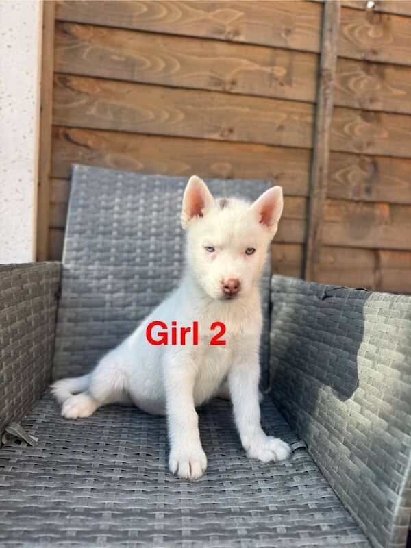Siberian Husky puppies for sale in Reddish, Greater Manchester – 11 weeks old - Image 3 of 3