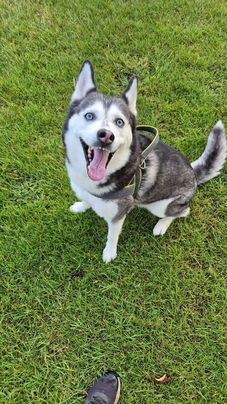 Siberian Husky puppies for sale in Great Barr, West Midlands – 9 years old - Image 4 of 4